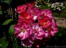 Suzon rose photo