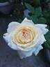 Troilus rose photo