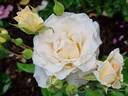 Poustinia rose photo