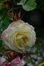 Belle Louise ® rose photo