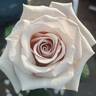Menta rose photo