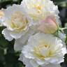 Ma cherie chouchou rose photo