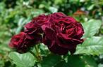Christian Tetedoie ® rose photo
