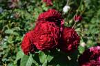 Christian Tetedoie ® rose photo