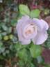 Annapurna rose photo