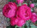 Ascot rose photo