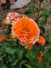 Adobe Sunrise™ rose photo