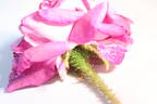 Baron de Wassenaër rose photo