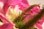 Baron de Wassenaër rose photo