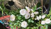 Starlet Rose Alina rose photo