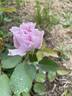 Libellula rose photo