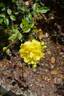 Golden Lace rose photo