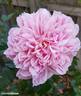 Per-Fyoom rose photo