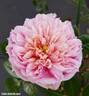 Per-Fyoom rose photo