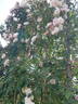 Garisenda rose photo