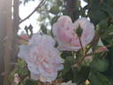 Garisenda rose photo