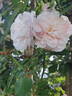 Garisenda rose photo