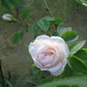 Princesse de Lamballe rose photo
