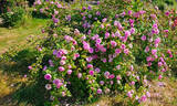 Gaspard de Monge rose photo