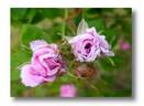 Gaspard de Monge rose photo