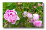 Gaspard de Monge rose photo