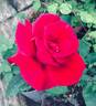 Hanne rose photo