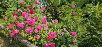 Ulrich Brunner rose photo