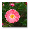 Ferdy rose photo
