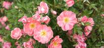 Ferdy rose photo