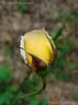 Souvenir de Jean Ginet rose photo
