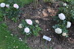 Daisy's Delight rose photo