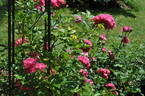 Brewood Belle rose photo