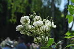 Blushing Bride rose photo