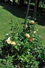 Golden Fleece rose photo