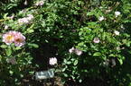 Dainty Pink rose photo