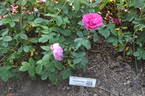 Lord Scarman rose photo