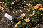 Humphrey's Rose rose photo