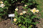 Goldammer rose photo