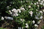 Dainty White rose photo