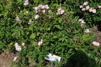Dancing Girl rose photo