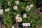 Marita rose photo