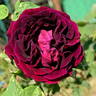 Prince Camille de Rohan rose photo