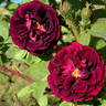 Prince Camille de Rohan rose photo