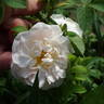 Princesse de Lamballe rose photo