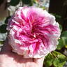 Amazing Day rose photo