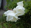Mrs. Herbert Stevens, Cl. rose photo