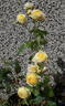 Faustinia rose photo