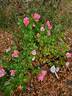 Forever rose photo