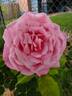 Lambert Closse rose photo