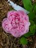 Sidonie rose photo